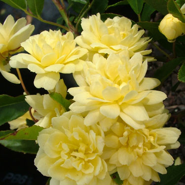 Rose banksia 'Lutea'