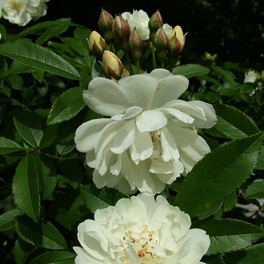 Rose banksia 'The Pearl'