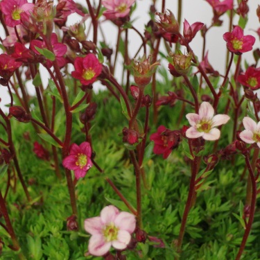 Saxifraga 'Star Blush'