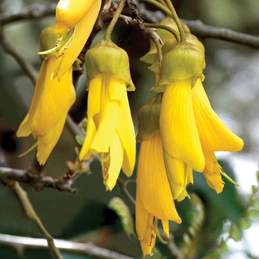 Sophora godleyi