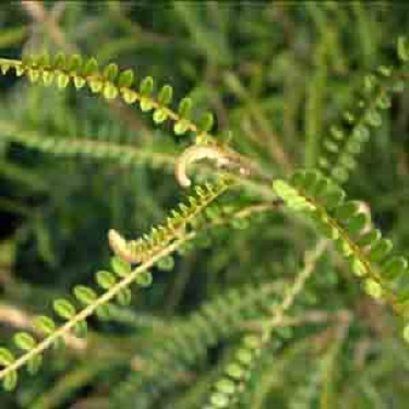 Sophora longicarinata