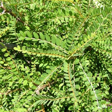 Sophora microphylla