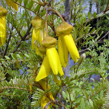 Sophora tetraptera