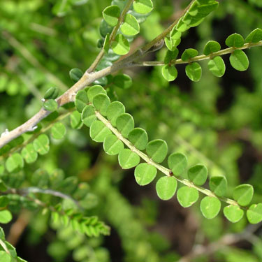 Sophora tetraptera 'Caves Weeping'