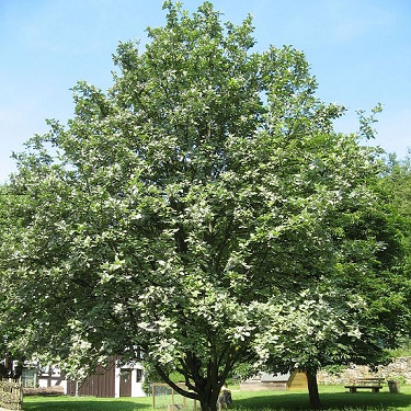 Sorbus aria Lutescens