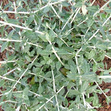 Teucrium fruticans