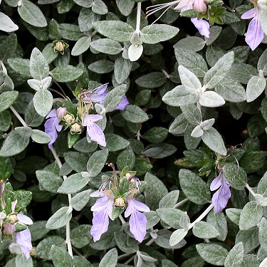 Teucrium 'Silver Babe'