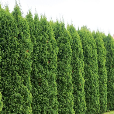 Thuja occidentalis 'Fastigiata'