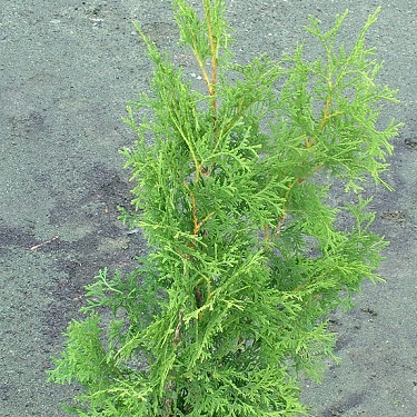 Thuja occidentalis 'Pyramidalis'