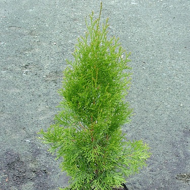 Thuja occidentalis 'Smaragd'