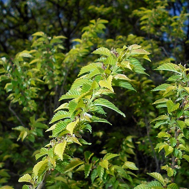 Ulmus x hollandica 'Jacqueline Hillier'