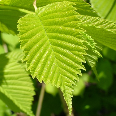 Ulmus 'Louis Van Houtte'