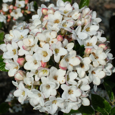 Viburnum 'Anne Russell'