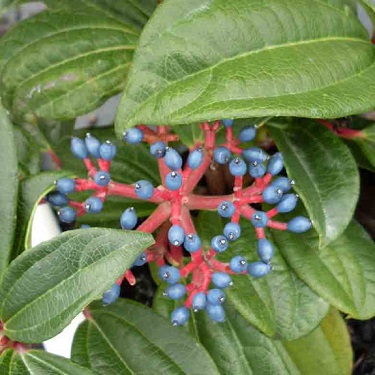 Viburnum davidii