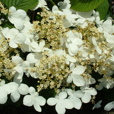 Viburnum p. 'Mariesii'