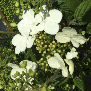 Viburnum p. 'Summer Snowflake'