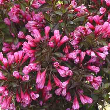 Weigela 'Wine & Roses'