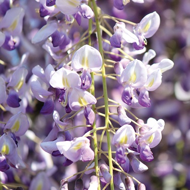 Wisteria floribunda 'Domino'