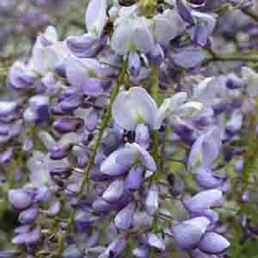 Wisteria floribunda 'Lavender Lace'