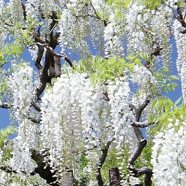 Wisteria floribunda 'Snow Showers'