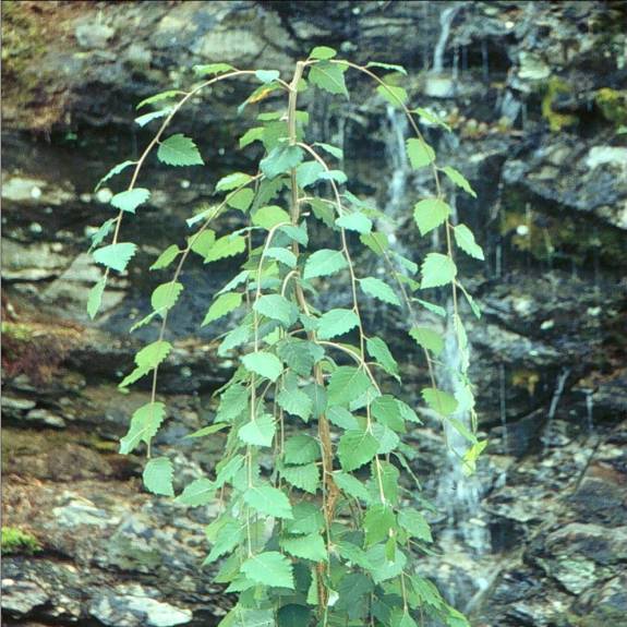 Betula 'Summer Cascade'