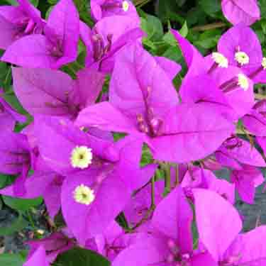 Bougainvillea 'Magnifica Traillii'