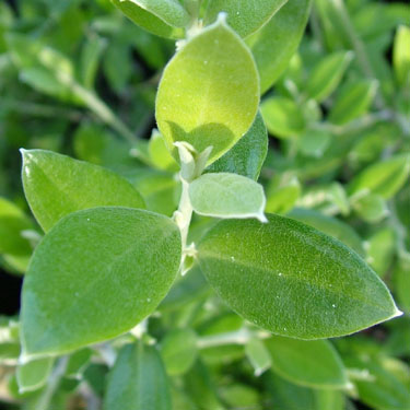 Corokia 'Geenty's Green'