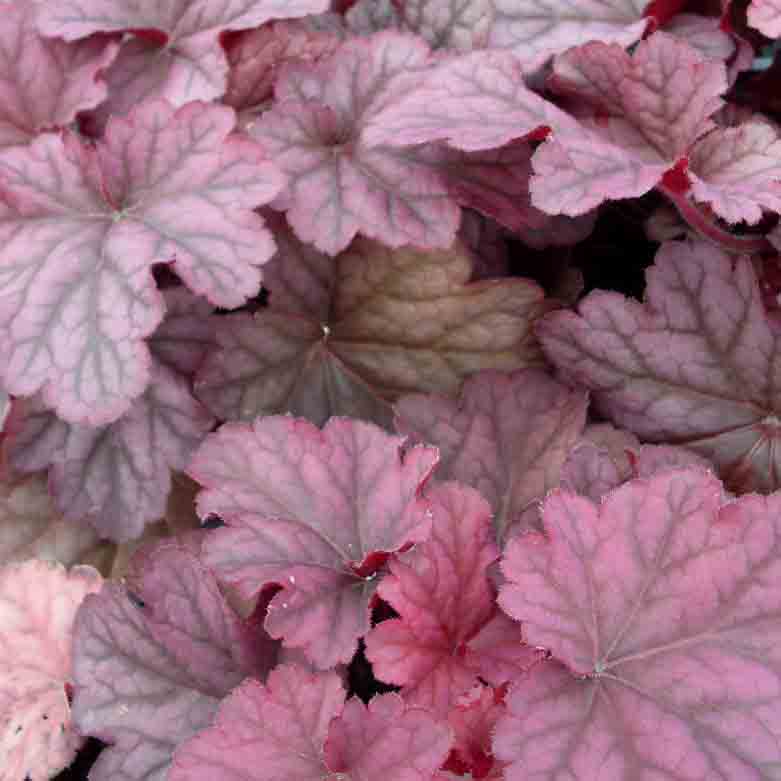 Heuchera 'Berry Smoothie'