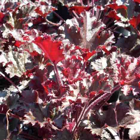 Heuchera 'Dark Secret'