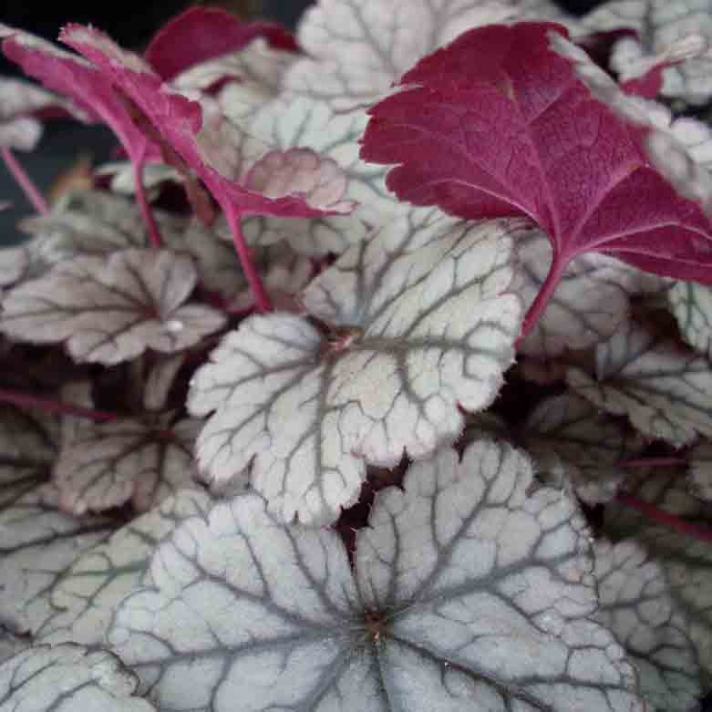 Heuchera 'Silver Scrolls'