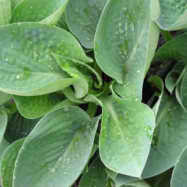 Hosta 'Abiqua Drinking Gourd'