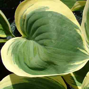 Hosta 'Liberty'