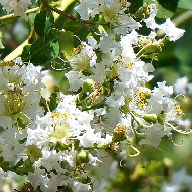 Lagerstroemia indica 'Kimono'