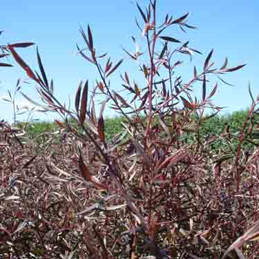 Leptospermum 'Coppersheen'