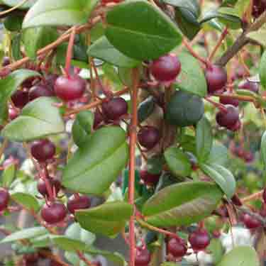 Myrtus ugni