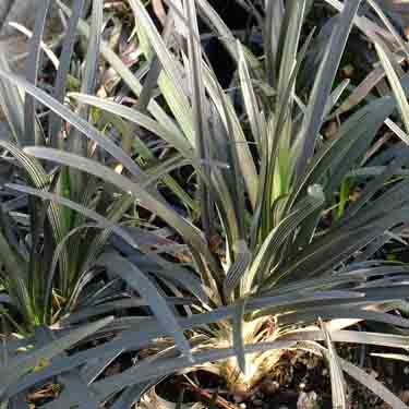 Ophiopogon japonicum 'Black Dragon'