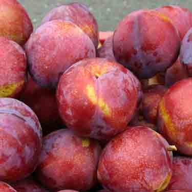 Plum 'Teak Gold'