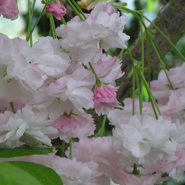 Prunus 'Shimidsu Sakura' 1.5m Std