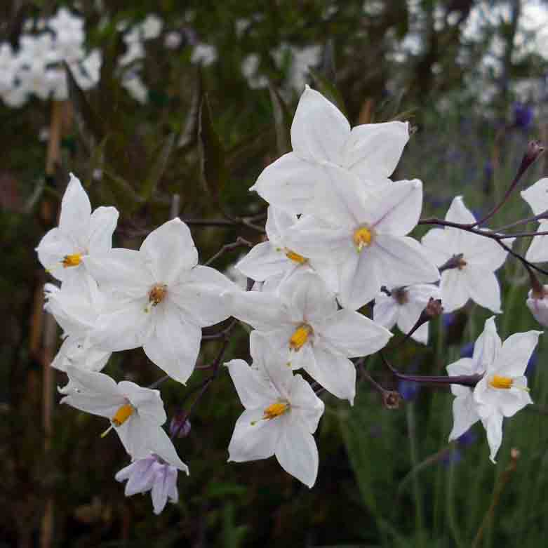 Solanum jasminoides